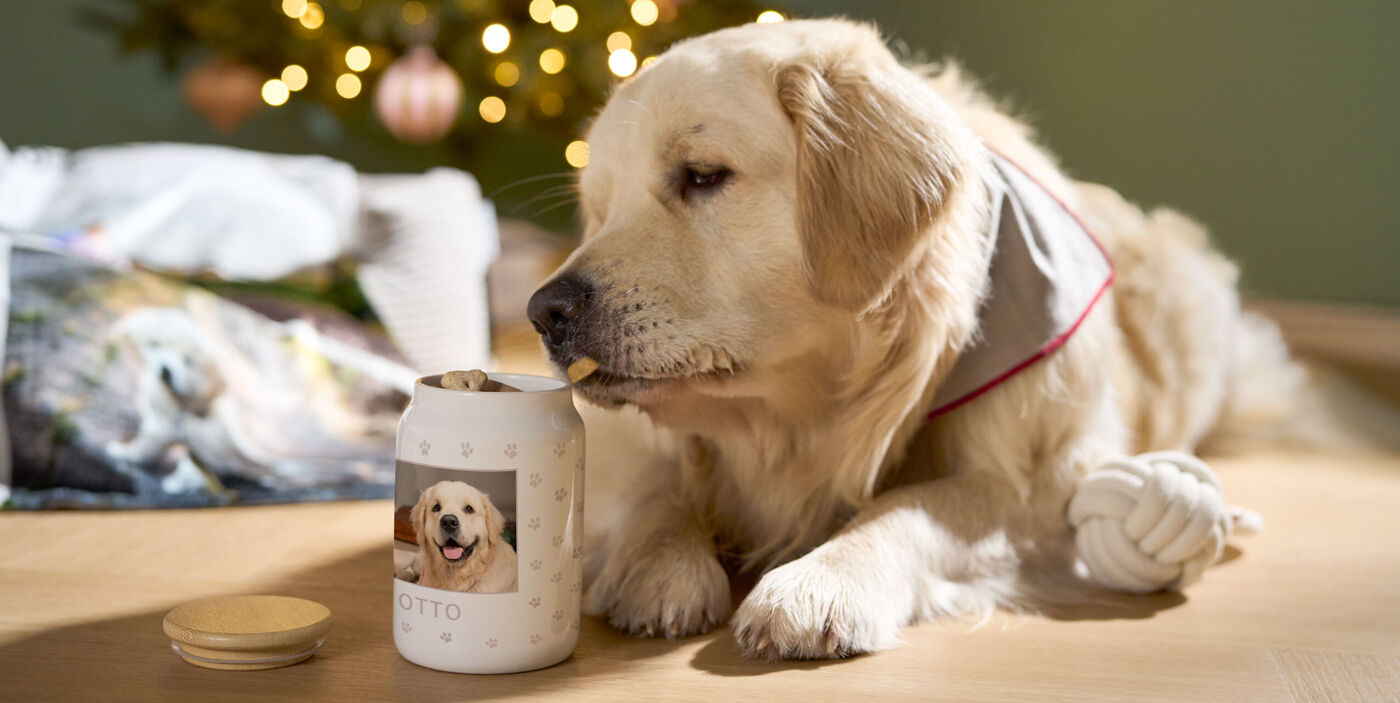 Ein Hund liegt vor einer Leckerlidose, die mit seinem Foto bedruckt ist. Dahinter ist eine Kuscheldecke mit Hundefoto und ein Weihnachtsbaum